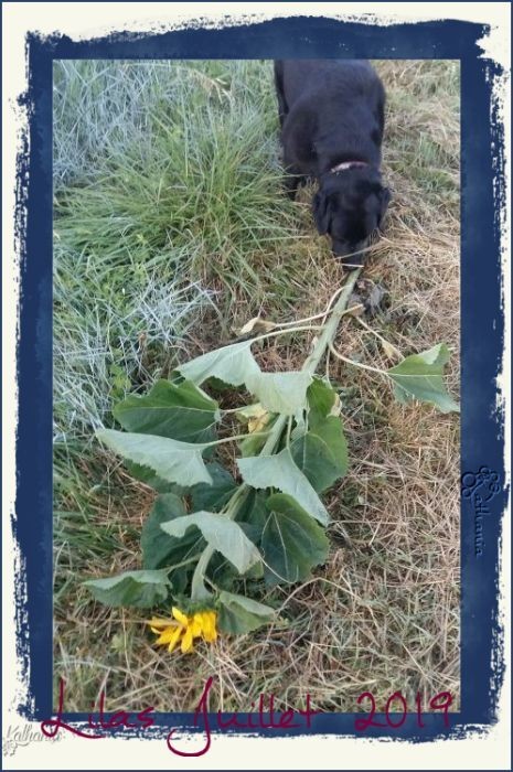 LILAS et LE TOURNESOL
